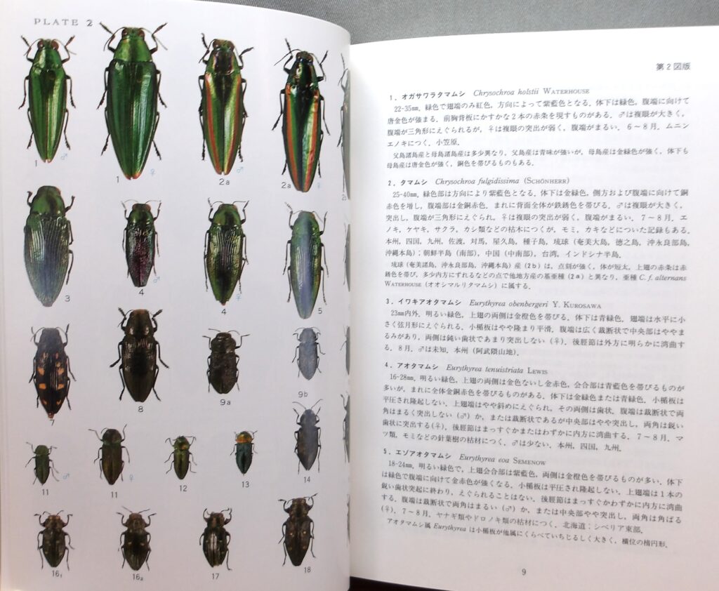 原色日本甲虫図鑑 ページの写真